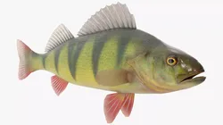 Yellow Perch Fish Rigged for Cinema 4D 3D model