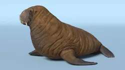 Young Walrus Rigged for Cinema 4D 3D model