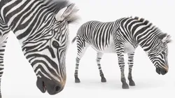African Zebra Fur Rigged For Blender 3D model