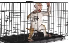 Aggression Brown Macaque Isolated in Cage Fur 3D model