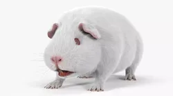 Albino Guinea Pig Red Eyes and Short Hair White Fur Rigged 3D model