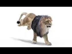 Animated Lion Fur 3D model