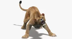 Animated Lioness Fur Two Colors 3D model
