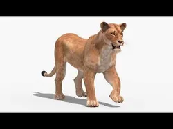 Animated Lioness Low-poly 3D model