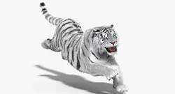 Animated Siberian White Tiger Fur 3D model