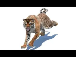 Animated Tiger White and Natural 3D Model Pack