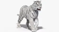 Animated White Siberian Tiger Fur 3D model