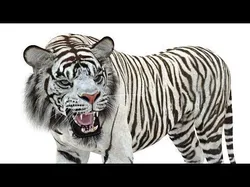 Animated White Tiger Low-poly 3D model