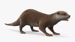 Aquatic Otter Cleans Face Animated Rigged 3D model