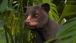 Asian Palm Civet Musang Dark Coat Fur 3D model