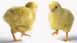 Baby Chick Fur Rigged For Blender 3D model
