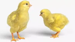 Baby Chick Fur Rigged For Blender Animated Set 3D model