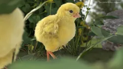 Baby Chicken Farm Walking Animated Fur Rigged For Blender 3D model