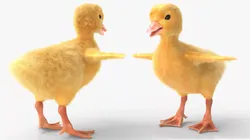 Baby Duckling Accelerates Animated Fur Rigged For Blender 3D model