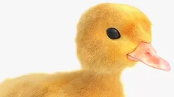 Baby Duckling Fur Rigged For Blender Animated Set 3D model