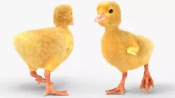 Baby Duckling Walking Animated Fur Rigged For Blender 3D model