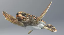 Baby Sea Turtle Brown Rigged For Maya Animated Set Low-poly 3D model