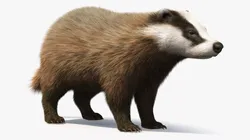 Badger Brown Fur 3D model