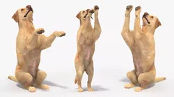 Begging White Labrador Dog Animated Rigged for Cinema 4D 3D model