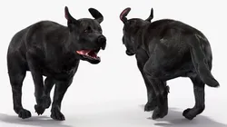 Black Labrador Dog Running Fur Animated Rigged for Cinema 4D 3D model