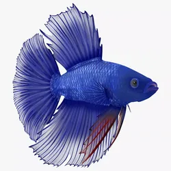 Blue Crowntail Betta Fish Swimming Animated Rigged 3D model