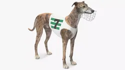 Brindle Greyhound Male with Vest and Muzzle Fur 3D model