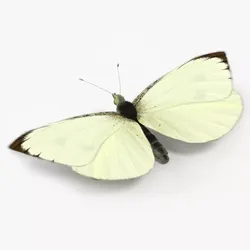 Cabbage White Female Butterfly Fur Rigged Low-poly 3D model