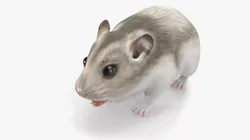 Campbell Dwarf Hamster Brownish Gray 3D model