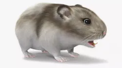 Campbell Dwarf Hamster Brownish Gray Fur 3D model