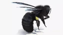 Carpenter Bee Insect Black Ready Pose Fur 3D model