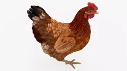 Chicken Walking Animated Rigged For Blender 3D model