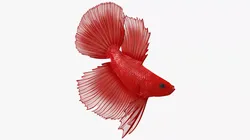 Crowntail Betta Fish Diving Red Animated Rigged 3D model