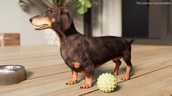 Dachshund Dog Rigged for Blender 3D model