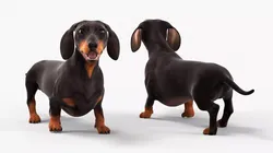 Dachshund Dog Walking Pose Black 3D model