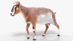Dairy Goat Animated Fur Rigged for Blender 3D model
