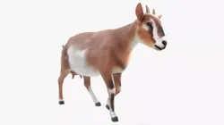 Dairy Goat Fur Rigged for Blender 3D model