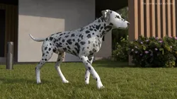 Dalmatian Dog Fur Rigged For Blender 3D model