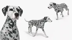 Dalmatian Dog Fur Rigged For Blender Animated Set 3D model