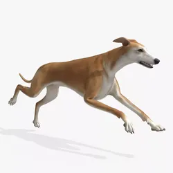 Dog Greyhound Running Animated Fur Rigged for Blender 3D model