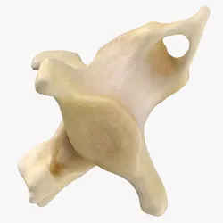 Domestic Dog Arcus Hemalis Caudal Vertebrae Bone Cd1 3D model