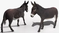 Domestic Donkey Fur Rigged for Blender 3D model