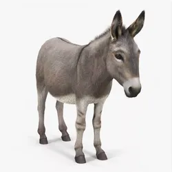 Domestic Donkey Standing Fur 3D model