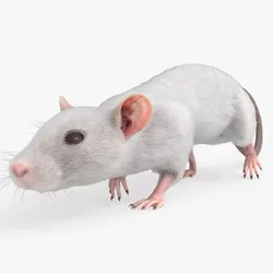 Domestic White Rat Walking Animated Rigged For Blender 3D model