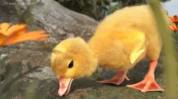 Duck Ducklings Eating Animated Fur Rigged For Blender 3D model