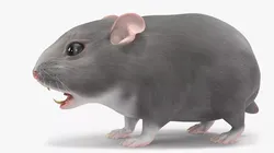 Dwarf Hamster Gray 3D model