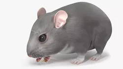 Dwarf Hamster Gray Rigged 3D model
