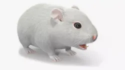 Dwarf Hamster White Fur 3D model