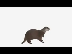 Eurasian Otter Realistic Fur 3D Model Turnaround 3D model