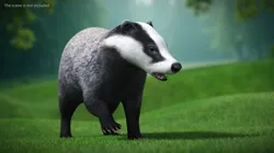 European Badger Grey Rigged 3D model