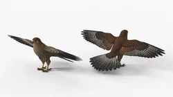 Falcon Bird Brown 3D model